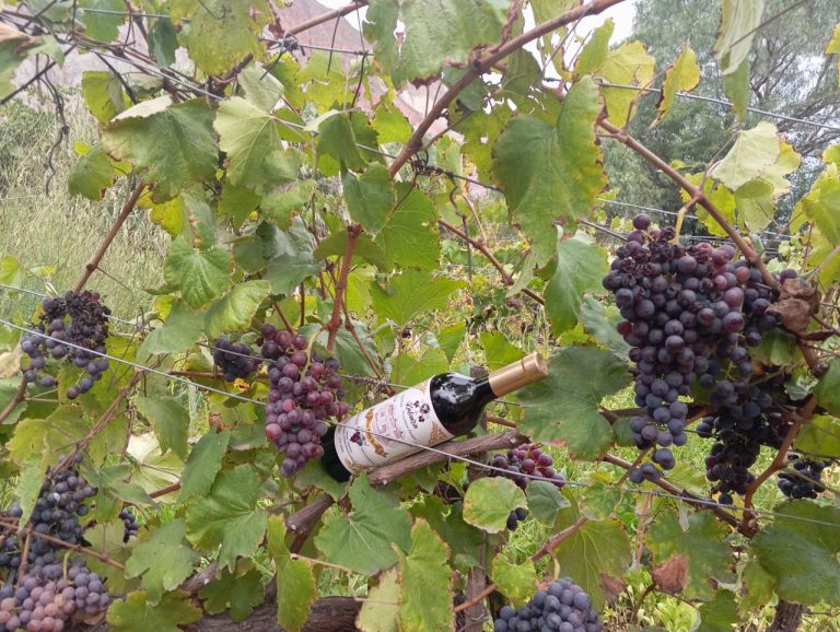 La Paz lleva a la Expocruz a las bodegas Kalvario De Luribay con La Tóxica como novedad
