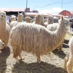 Está vigente en La Paz el reglamento para la gestión de residuos ganaderos o deyecciones