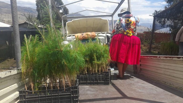 Achacachi y Ayata reciben 6.000 plantines de la Gobernación para recuperar áreas degradadas